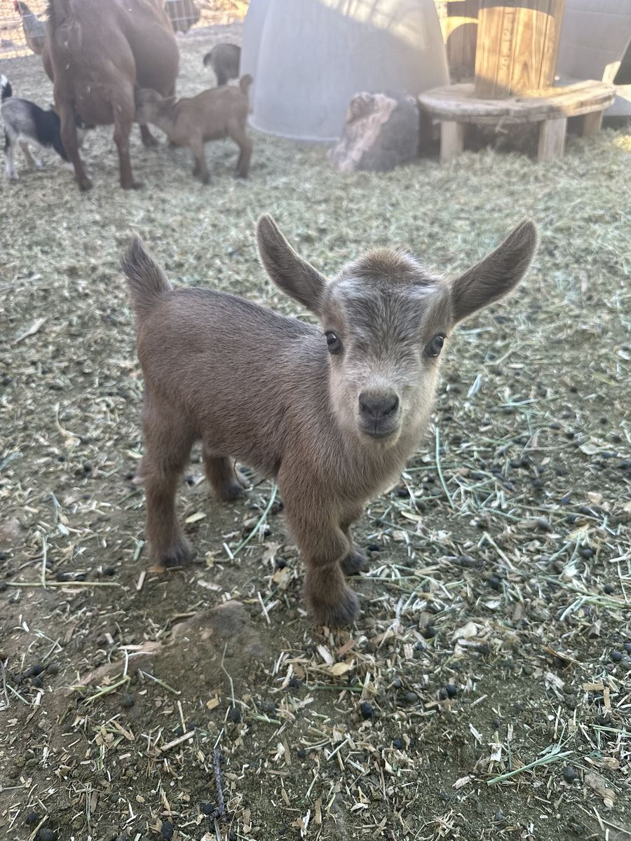 ADGA Nigerian Dwarf Goats