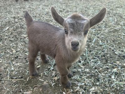 ADGA Nigerian Dwarf Goats