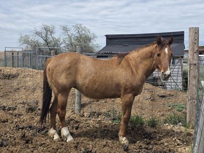 Grade Mare