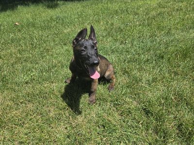 AKC Belgian Malinois Female