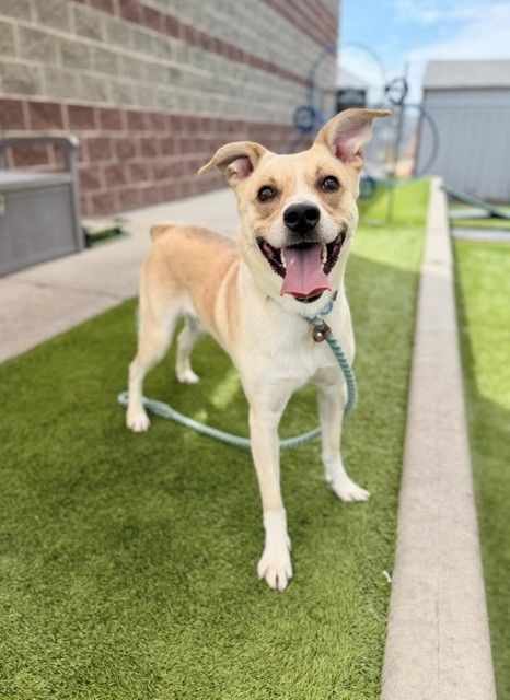 A164277 Carhartt is Available for Adoption!