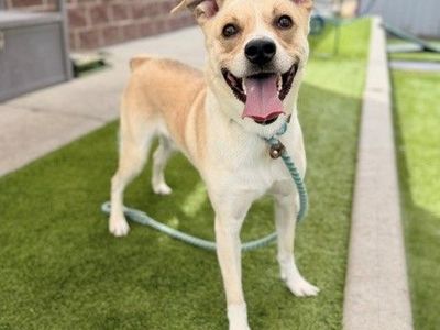 A164277 Carhartt is Available for Adoption!