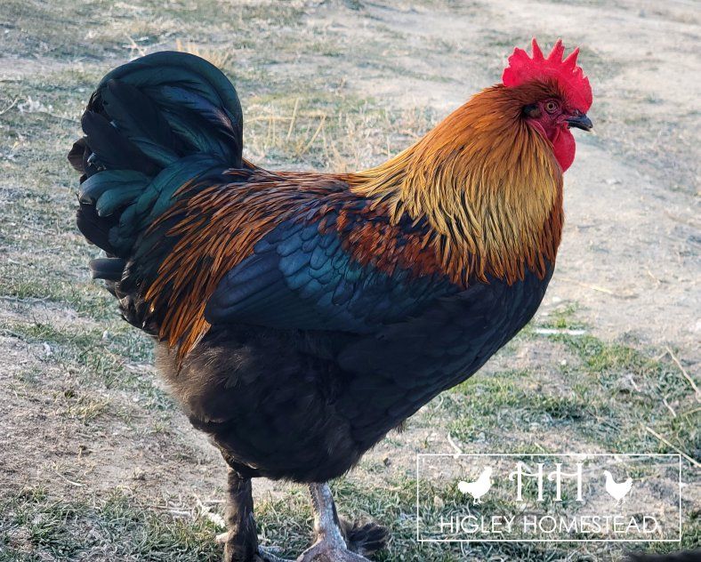 Black Copper Marans Breeding Trio!