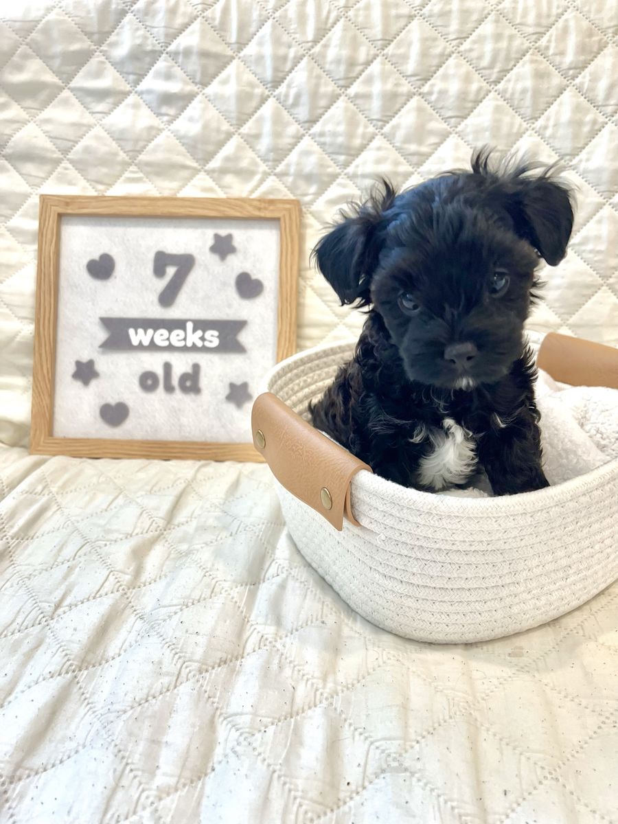 *1 FEMALE LEFT* Poodle Bichon Mix Puppy / Poochon / Poo-Chon / Bichpoo