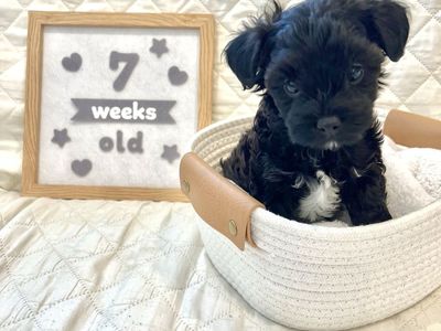 *1 FEMALE LEFT* Poodle Bichon Mix Puppy / Poochon / Poo-Chon / Bichpoo