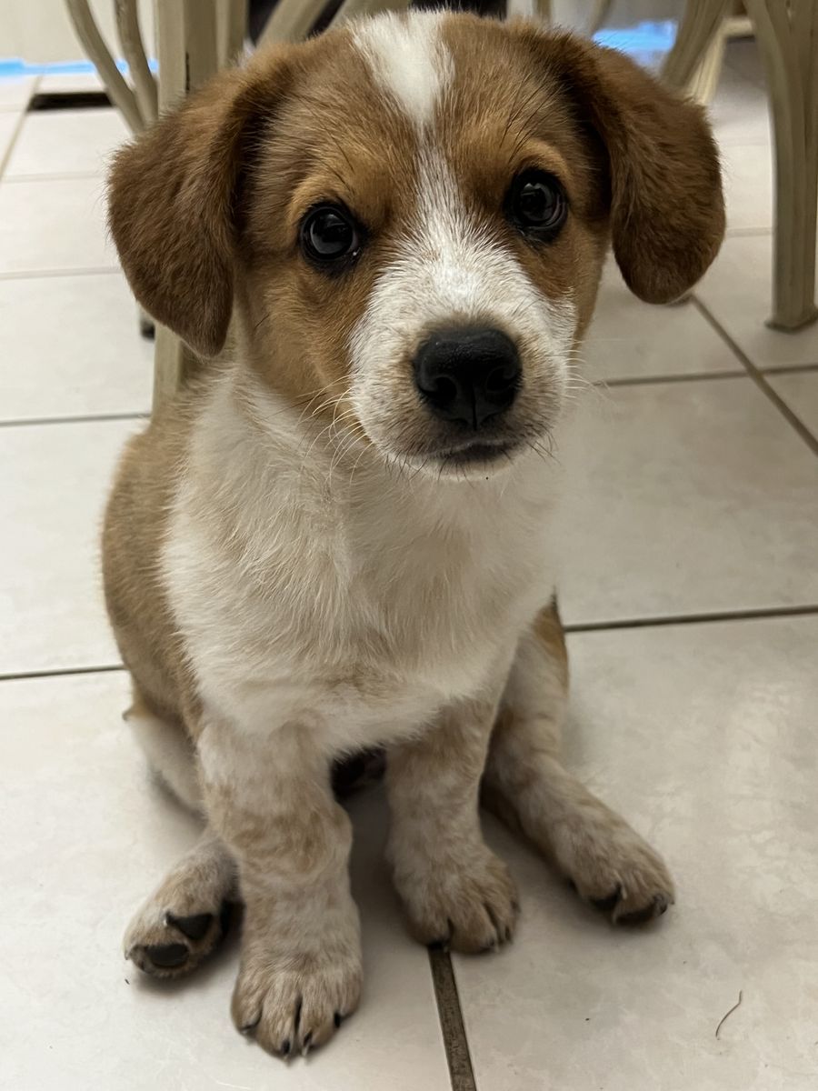 Cowboy Corgi 2 months old