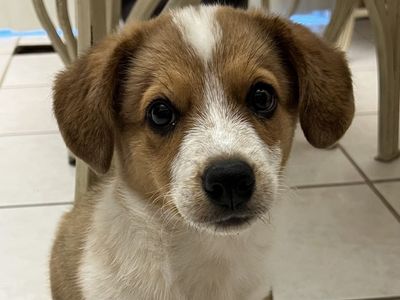 Cowboy Corgi 2 months old