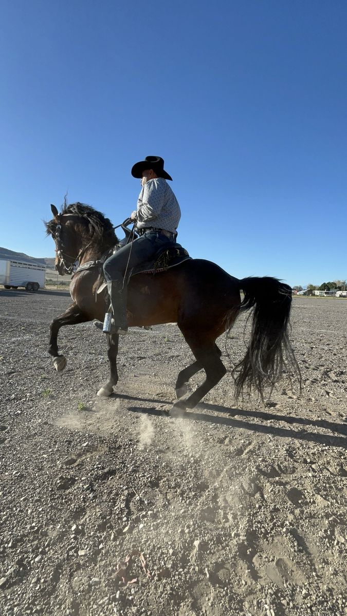 Bay or Black Horse with Rider - Trained Mount
