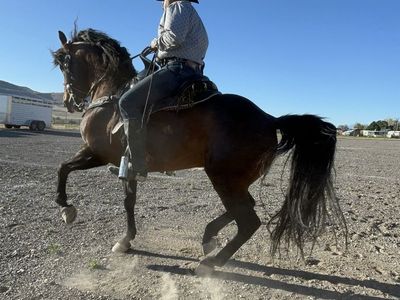 Bay or Black Horse with Rider - Trained Mount