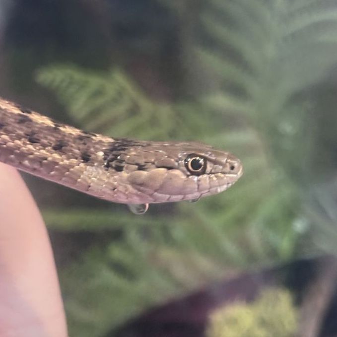 Pos 1.1 pair of wandering garter snakes