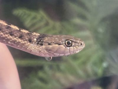 Pos 1.1 pair of wandering garter snakes