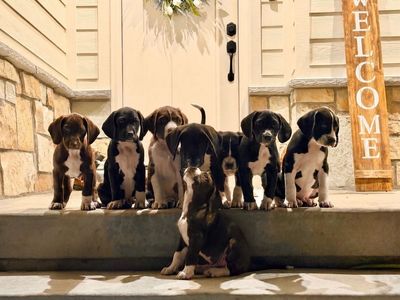 PUPPIES - Built for Utah's Mountains — Bernese Mountain Pointer Puppies (GSP x Bernese Cross) AVAILABLE next weekend June 26-28