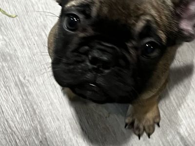 AKC FRENCH BULLDOG