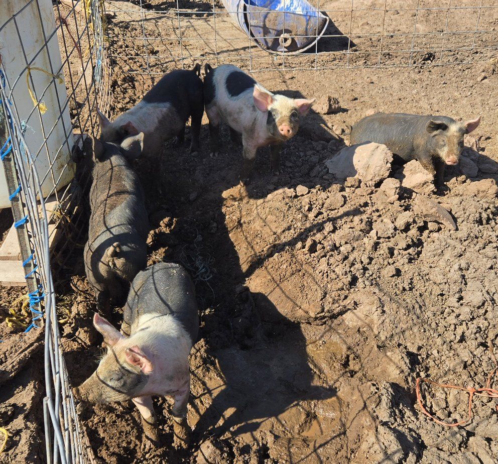 Weaner pigs