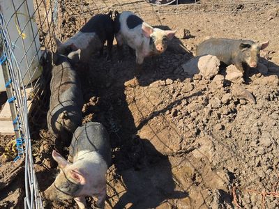 Weaner pigs