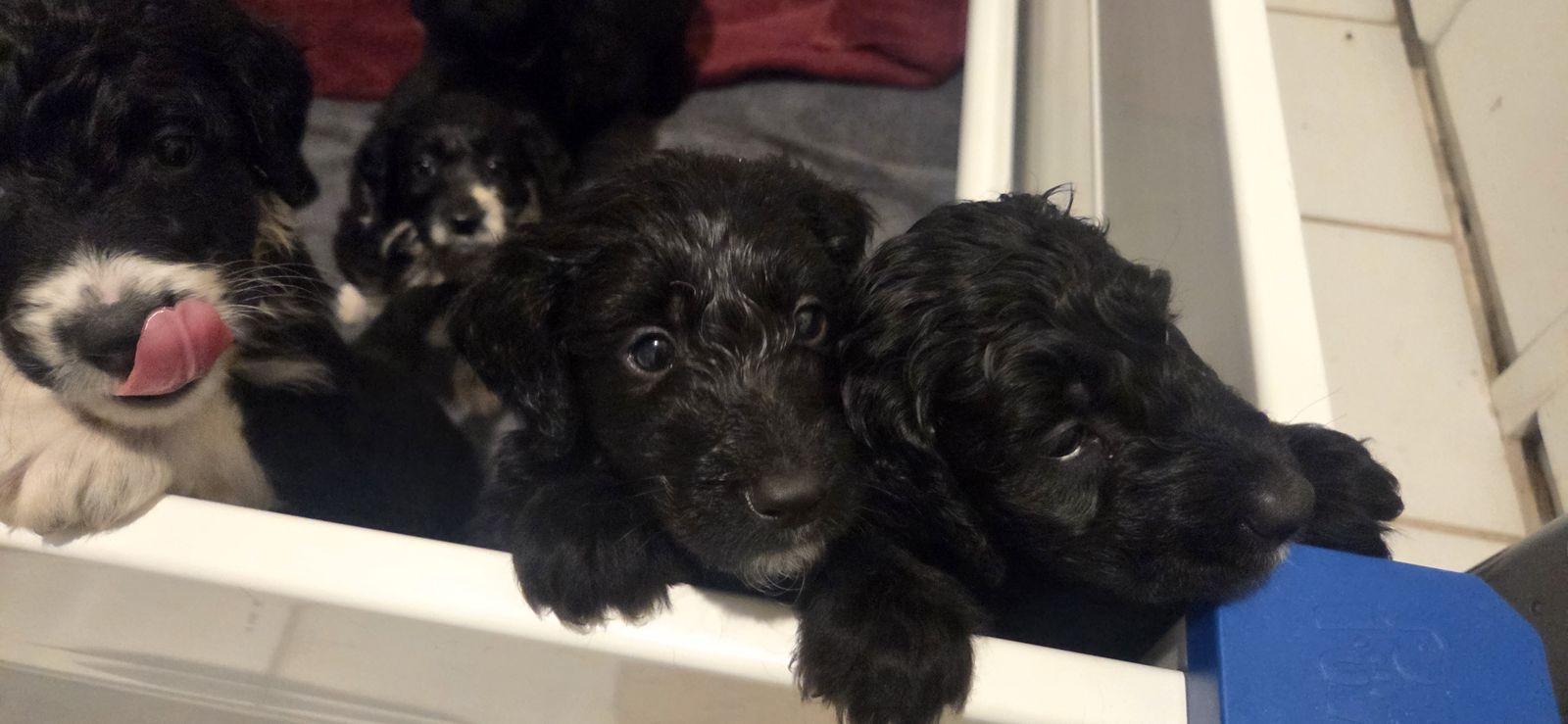 Golden Aussiedoodles