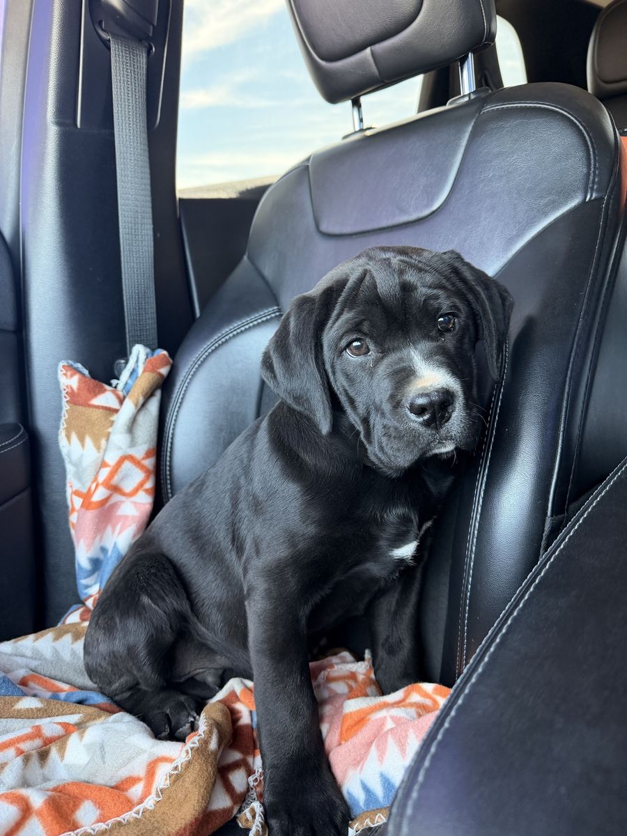 Sweet, Loving Dog Looking for a Forever Home