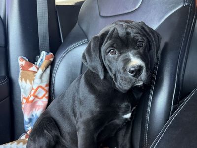 Sweet, Loving Dog Looking for a Forever Home