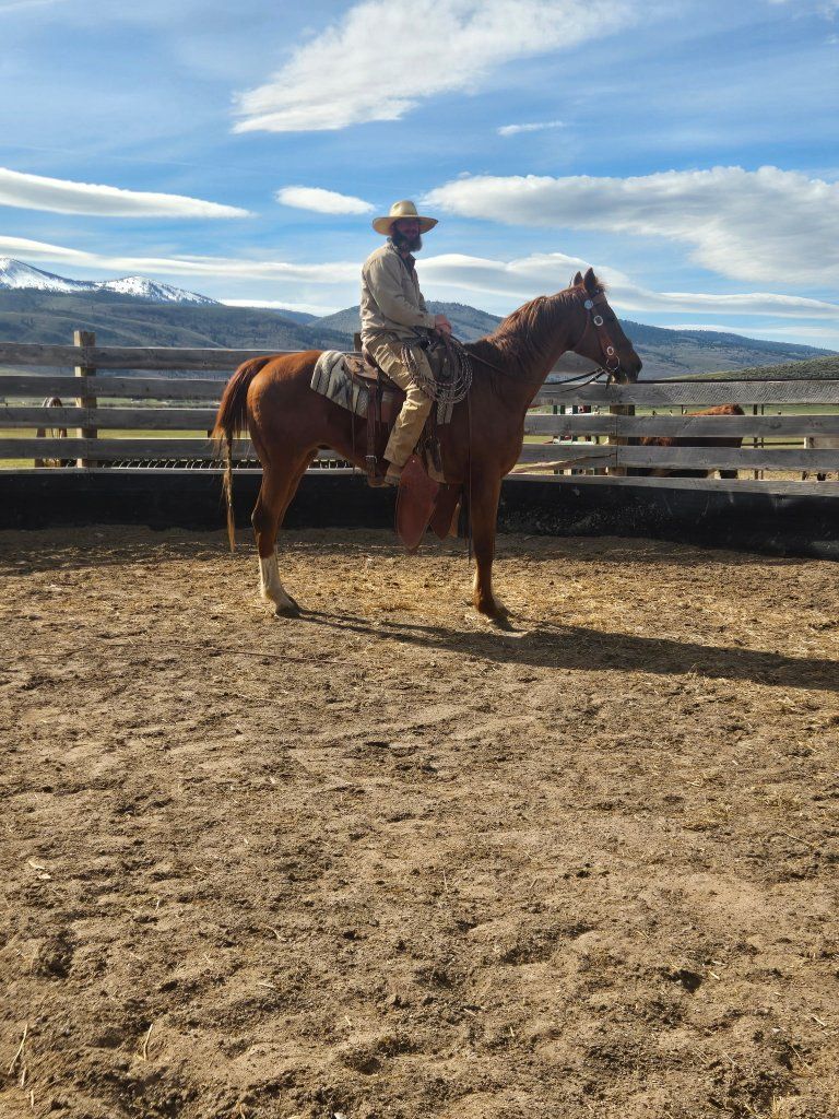 17 year old gelding