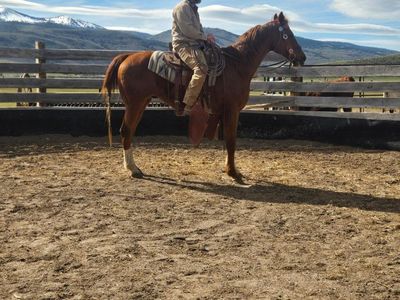 17 year old gelding