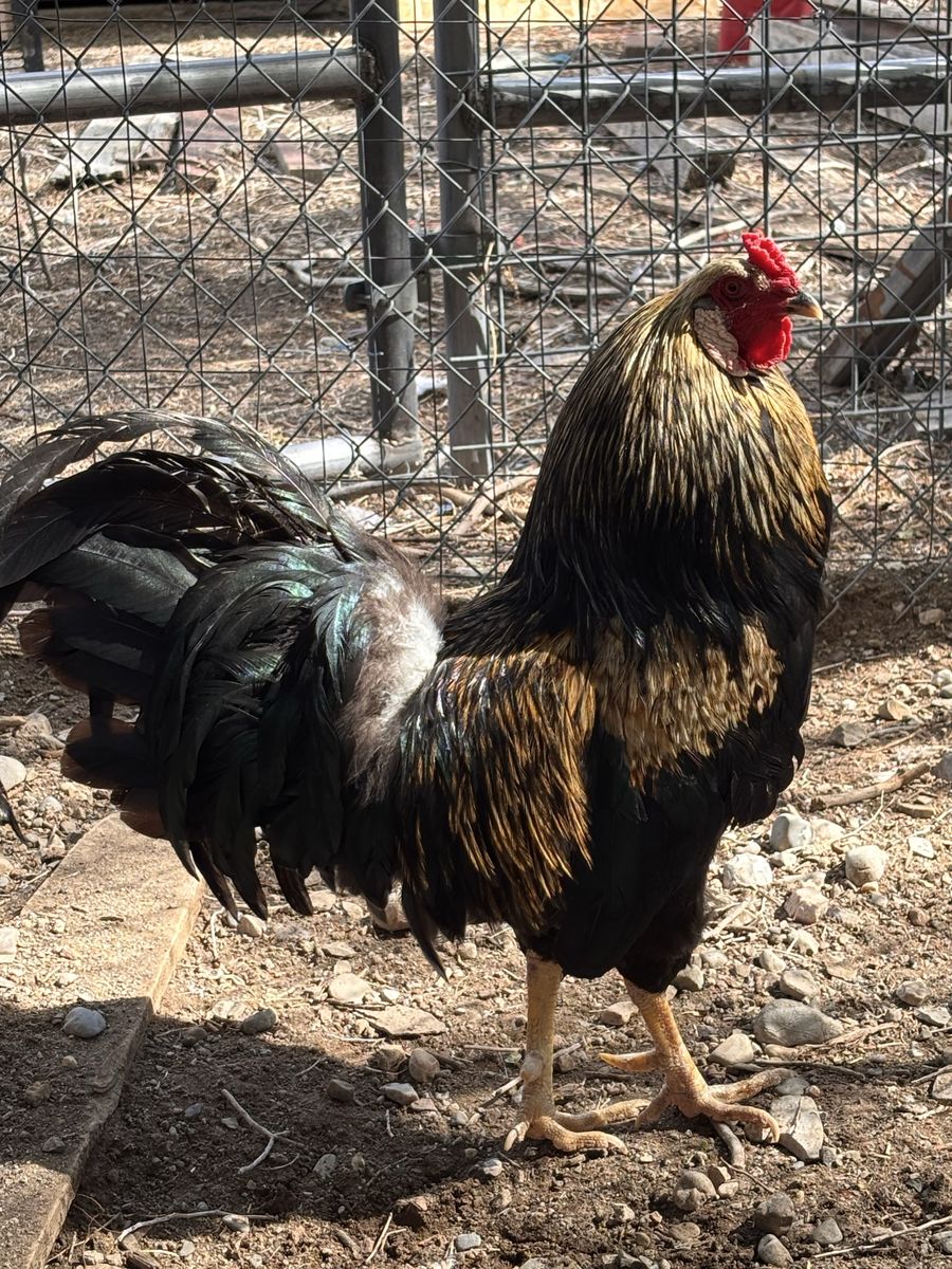 Roosters