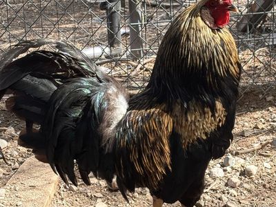 Roosters