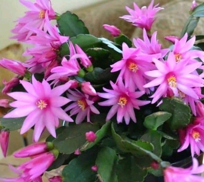 Main image 5
