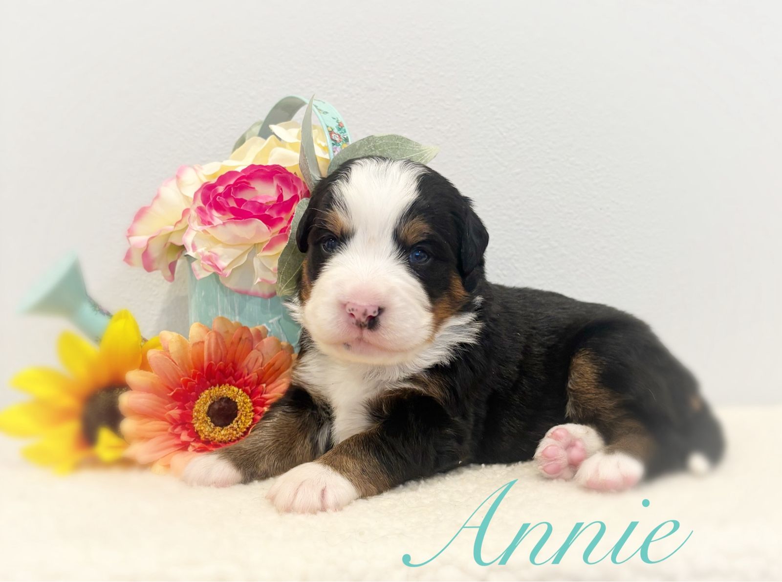 AKC BERNESE MT DOGS!!!