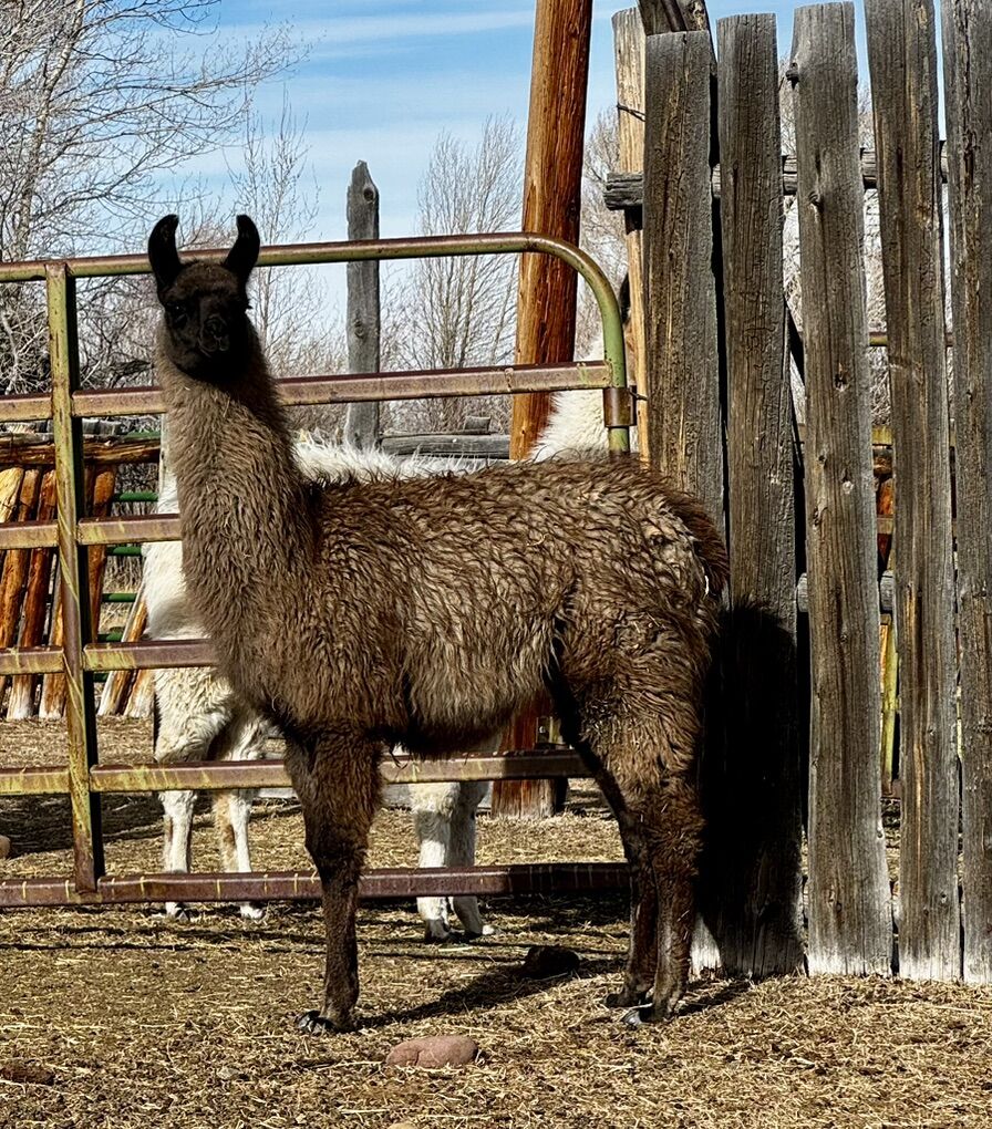 Female Llama
