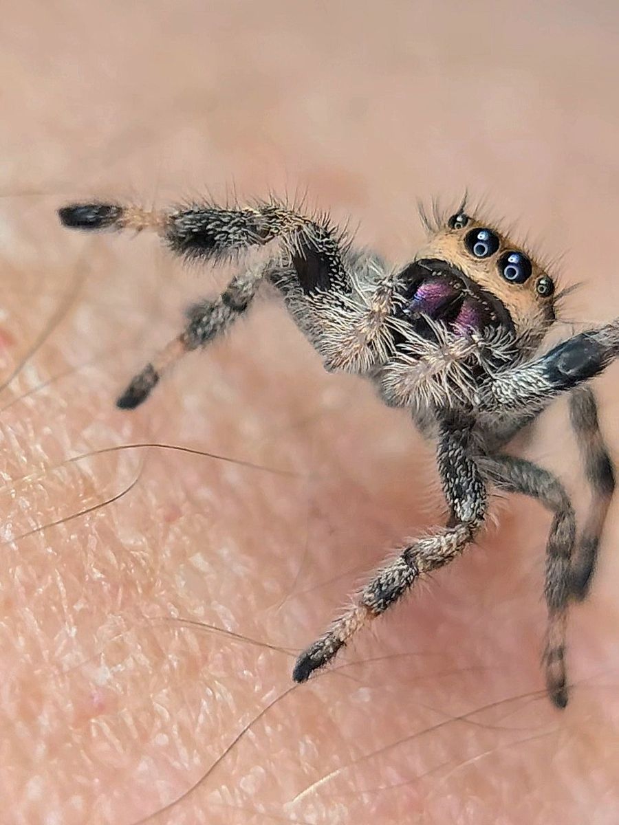 Regal (Phidippus Regius) jumping spiders for sale