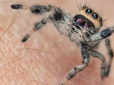 Regal (Phidippus Regius) jumping spiders for sale