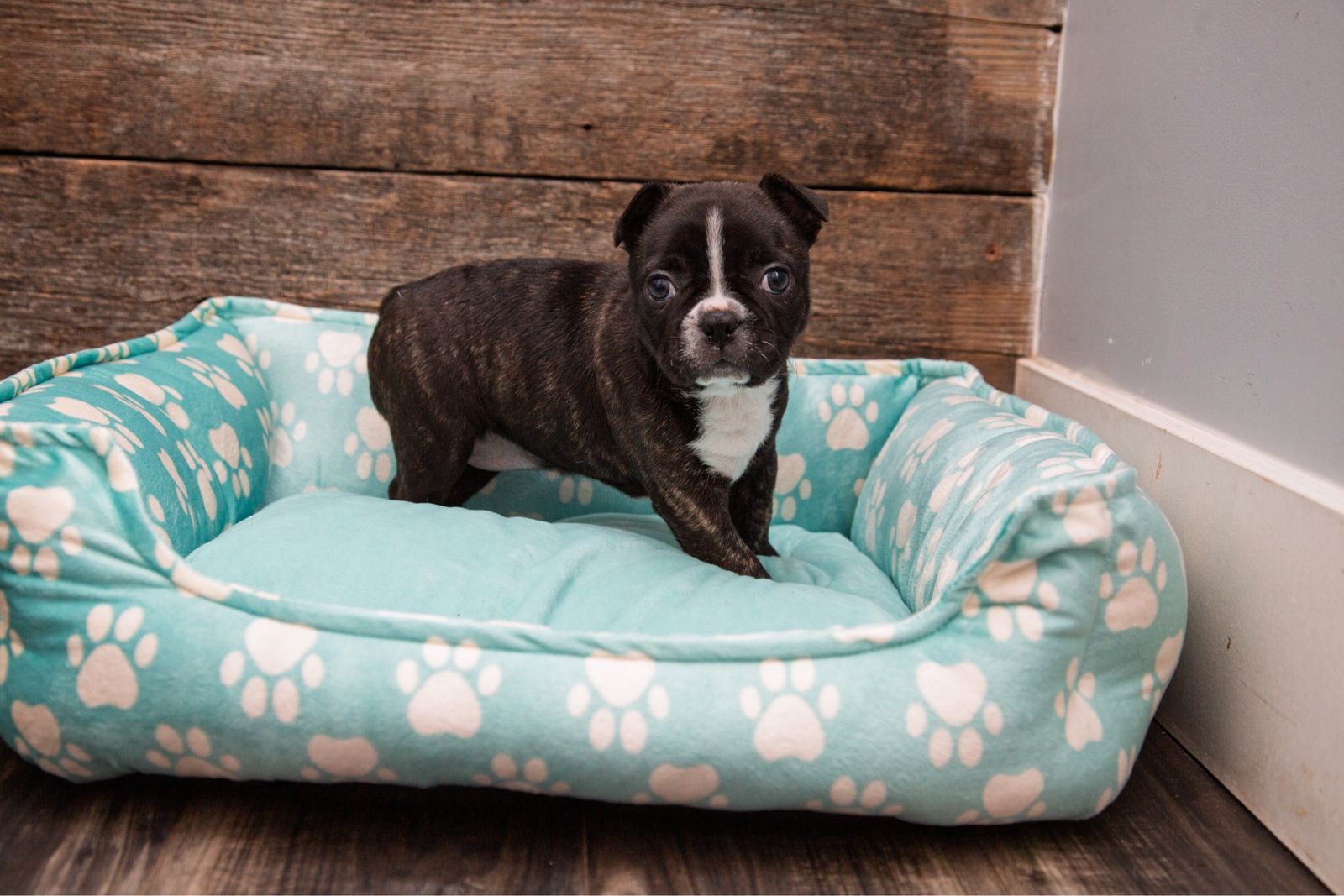 Frenchton puppies (50/50) French Bulldog and Boston Terrier. Crate trained