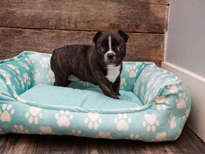 Frenchton puppies (50/50) French Bulldog and Boston Terrier. Crate trained