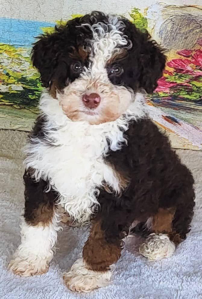 Boy Apple - Micro Bernedoodle $1500