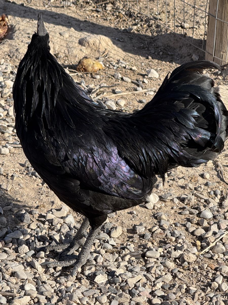 Chicks