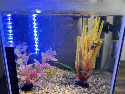 aquariums