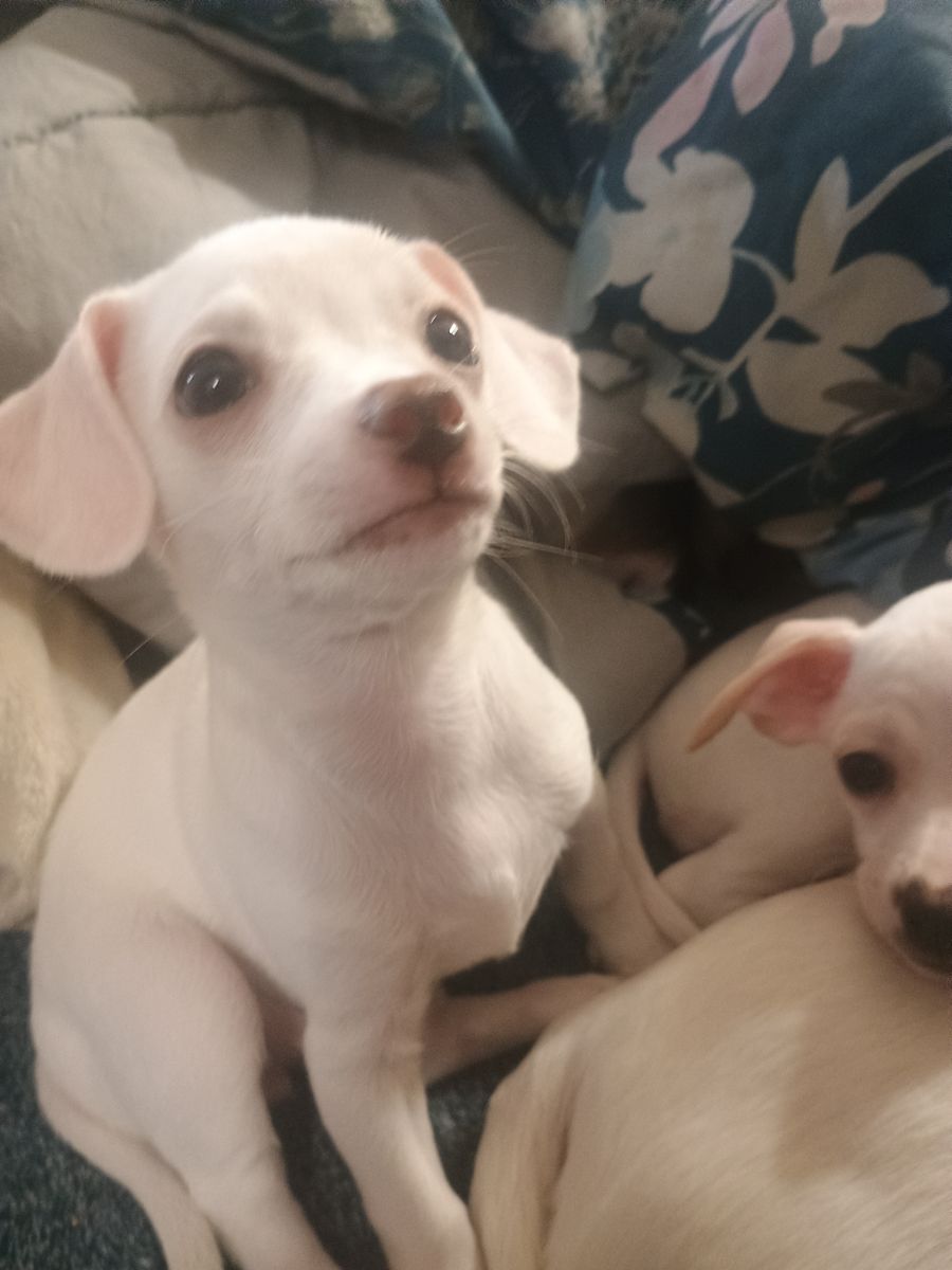 sweet Chihuahua puppies