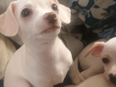 sweet Chihuahua puppies