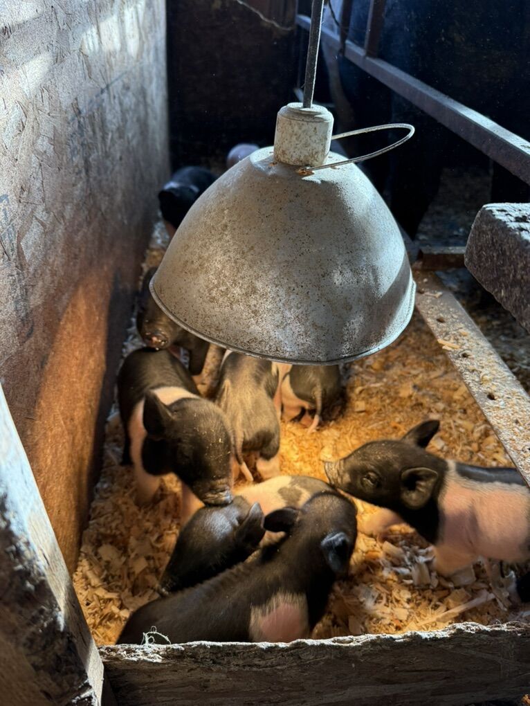 Bacon Seeds Have Grown