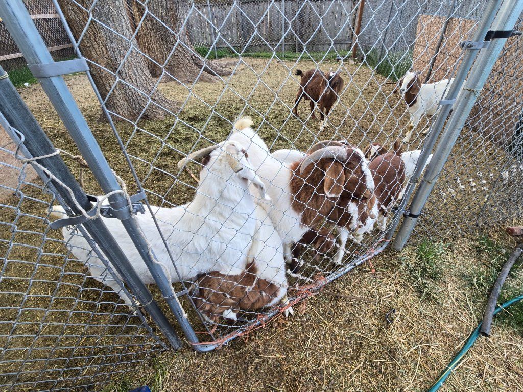 Goats for sale