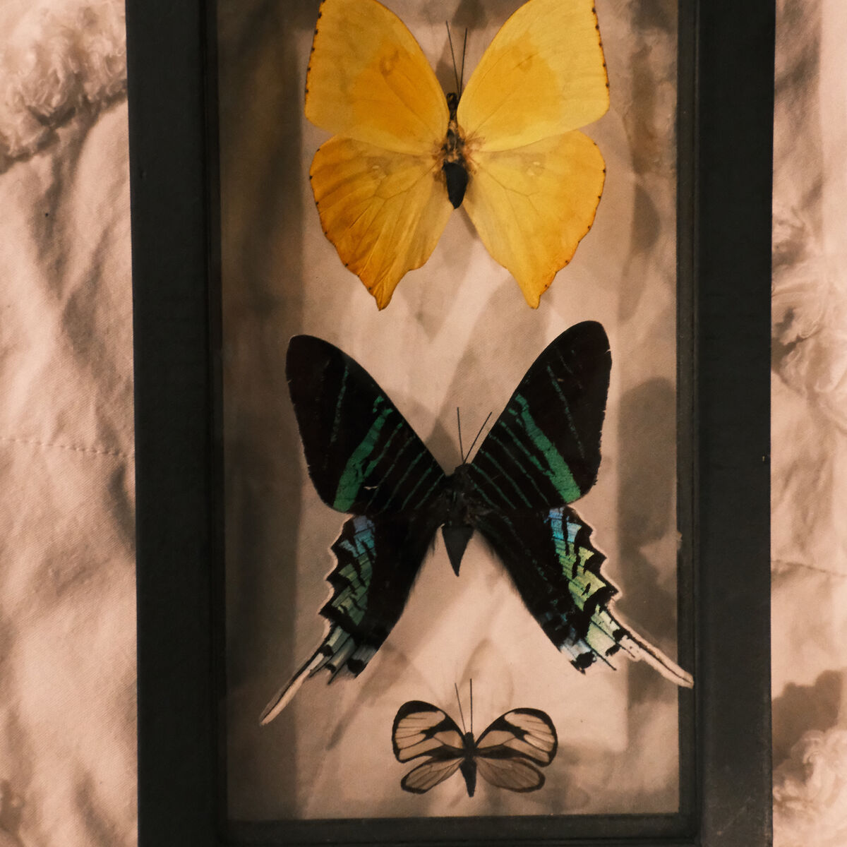 Glass Box Preserved Butterflies