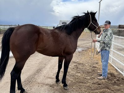 5 Yr old rope, barrel prospect!