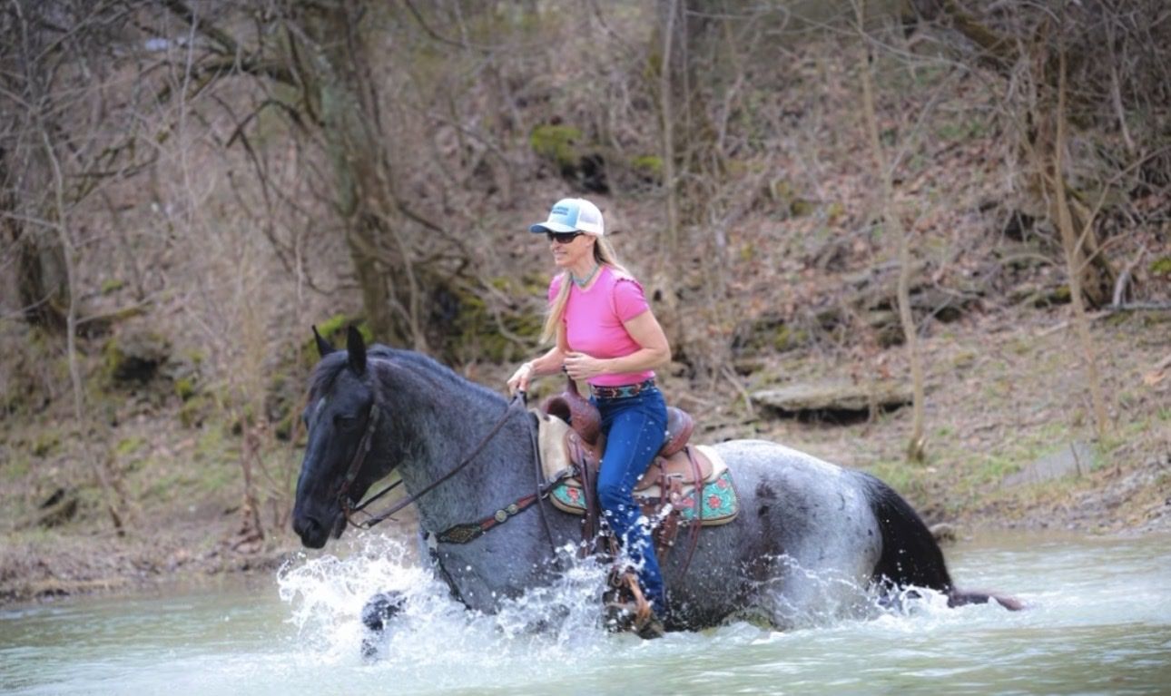 2015 Blue Roan Friesian Sport Horse Mare