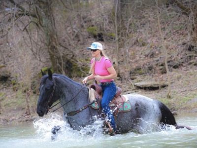 2015 Blue Roan Friesian Sport Horse Mare