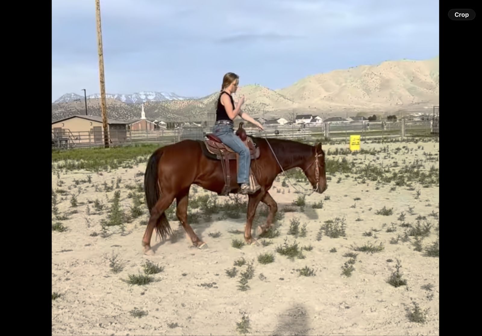 One-in-a-million 6-year-old gelding