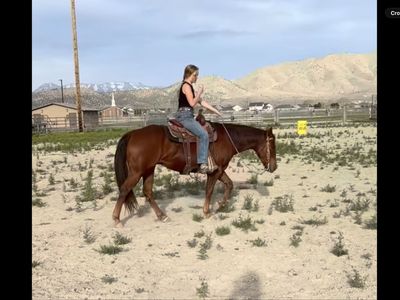 One-in-a-million 6-year-old gelding