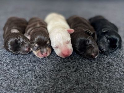 Miniature Schnauzer Puppies liver, black and white!