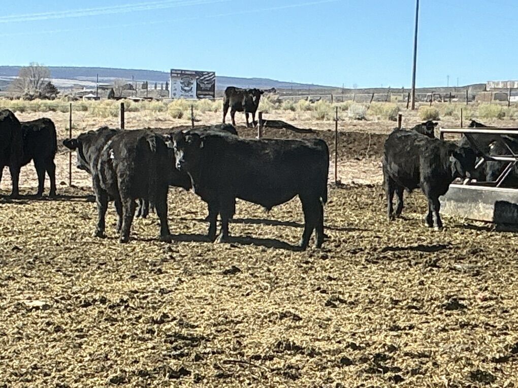 Black Angus Bulls