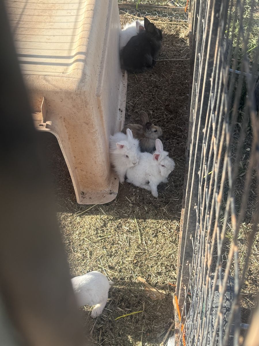Young bunnies/rabbits