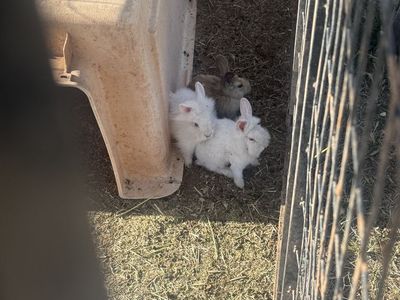 Young bunnies/rabbits